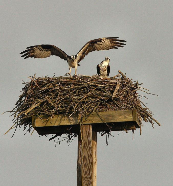 mc-pa-osprey-protected-20170211